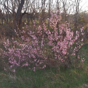 Meet your Posher, Cora